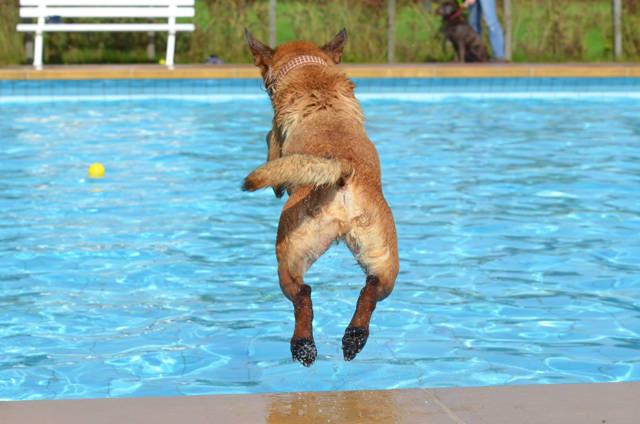 Schwimmen und Apportieren im Wasser macht vielen Hunden riesigen Spaß. Darum öffnet das Familienbad am 18. September erstmal seine Pforten für einen „Hundimfreibad-Tag“. (Foto: katrinbellyeu)